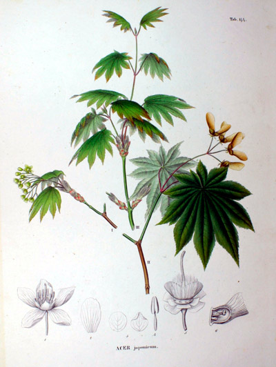 Flora japonica